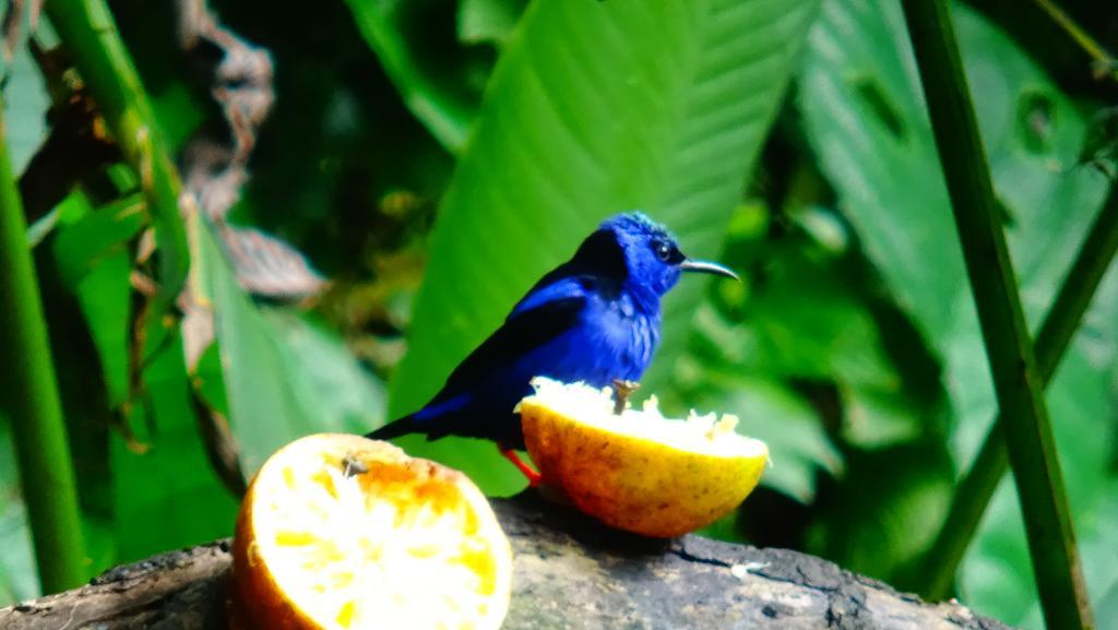 Tropical Paradise Bungalows Pital  Bagian luar foto